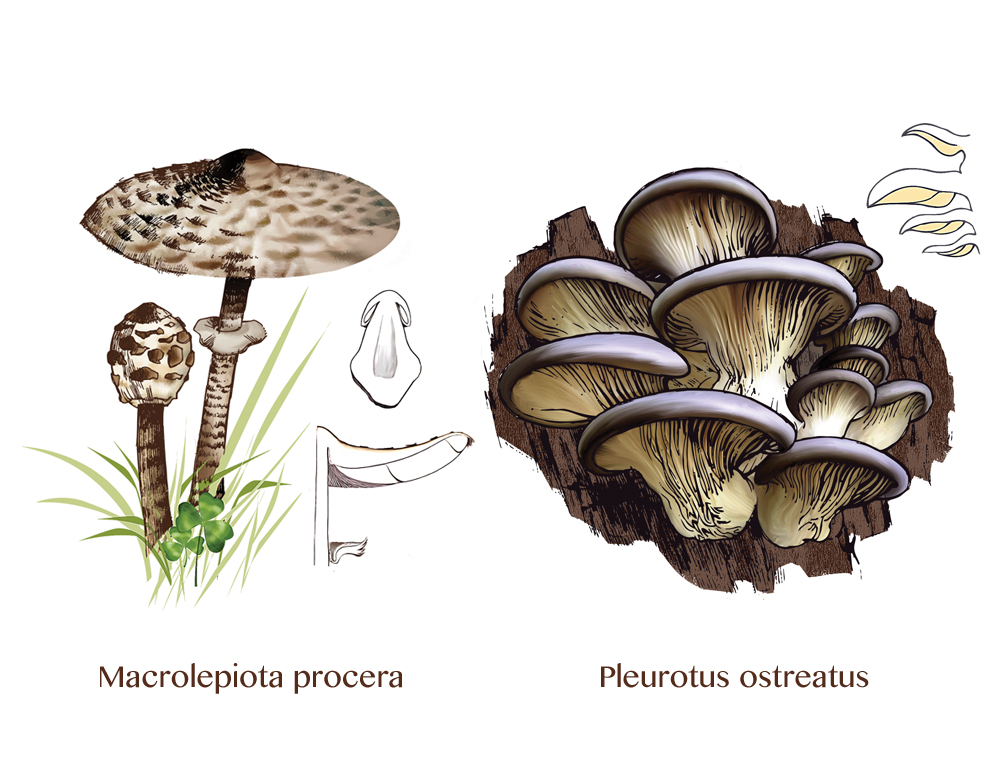 funghi